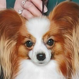 Mash - Papillon