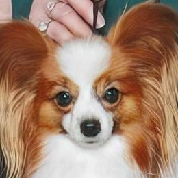Mash - Papillon