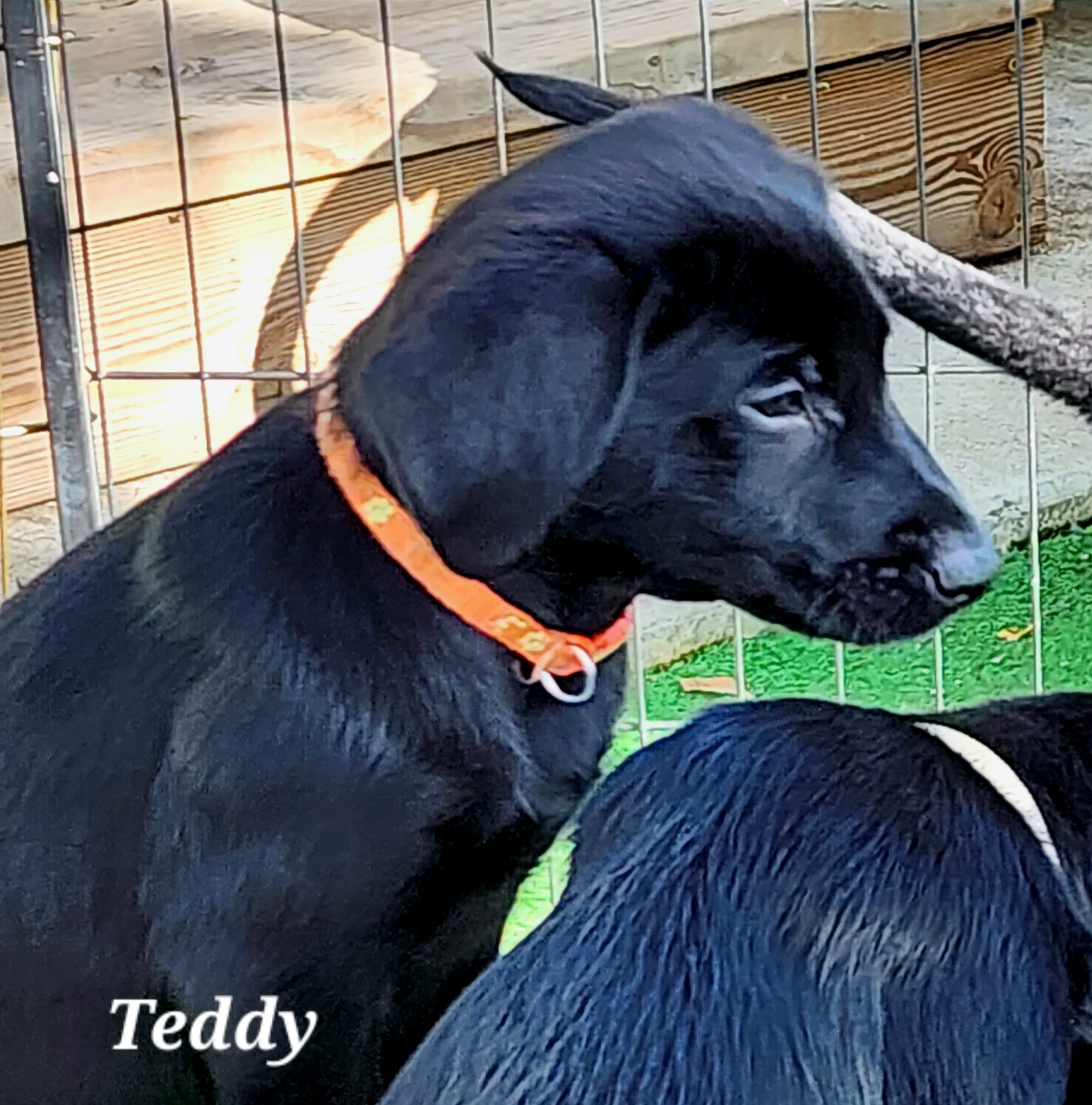 Boy 5 - Teddy - orange collar - Black Labrador Retriever puppy in North Highlands, California from High Sierra Labrador Retrievers