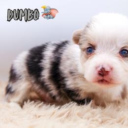 Dumbo - Blue merle and white male American Corgi puppy in Star City, Arkansas from T4 Farms