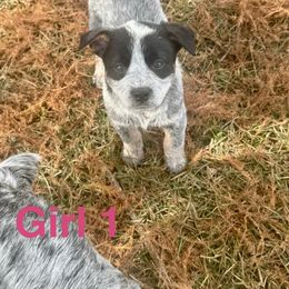 Girl 1 - Blue female Australian Cattle Dog puppy in Ocala, Florida from Mayhem Ranch