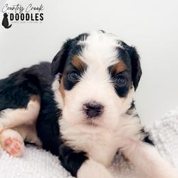 Alysa - Tri-color female Bernedoodle puppy in Tipton, Indiana from Country Creek Doodles