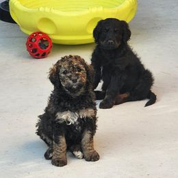 Bernedoodle Puppies from Adorable Dixie Doodles