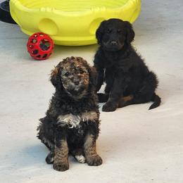 Bernedoodle Puppies from Adorable Dixie Doodles
