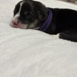 Purple collar - Black and tan female Pembroke Welsh Corgi puppy in Poulsbo, Washington from Central Valley kennel