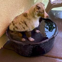 Miniature Australian Shepherd All Grown Up from ME Kennels