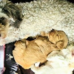 Cavapoos, Goldendoodles, and Labradoodles from Curls and Camo Pups