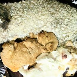 Cavapoos, Goldendoodles, and Labradoodles from Curls and Camo Pups