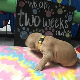 Girl 3 - Golden Retriever puppy in Argyle, Texas from Randalls Golden Retrievers