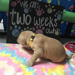 Girl 3 - Golden Retriever puppy in Argyle, Texas from Randalls Golden Retrievers