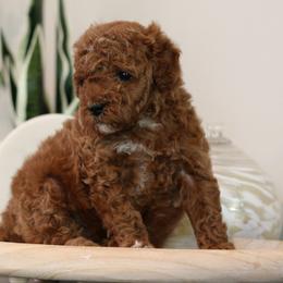 Cavapoos, Goldendoodles, and Poodles from Dlm_doodles