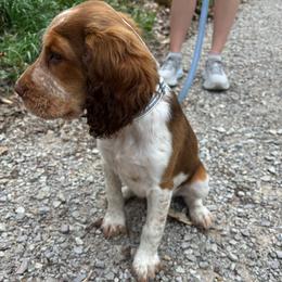 Elton John (Strider) - Liver white and tan English Springer Spaniel puppy in Statesville, North Carolina from Rockin’ Slow Farms