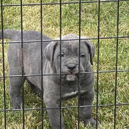 Boy 2 - Black male Cane Corso puppy in Olympia, Washington from Grayling Dawn Cane Corso