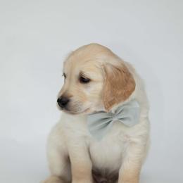 Golden Retriever Puppies from Valley County Goldens