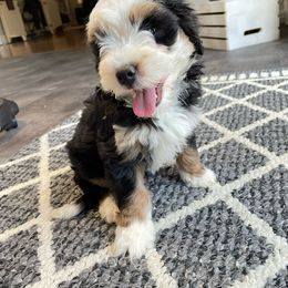 Rosie - Bernedoodle puppy from Country Ridge Puppies
