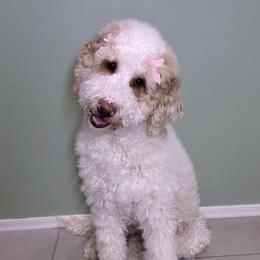 Reba - Bernedoodle