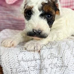 Donald Duck - Sable male Aussiedoodle puppy in Grove, Oklahoma from Guinn Family Farms