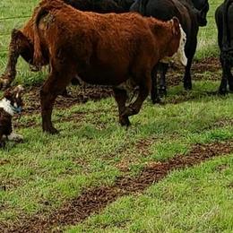 Australian Cattle Dogs and Border Collies from 3R Ranch / Australian cattle dogs