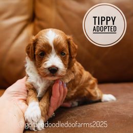 Tippy - Apricot female Golden Aussiedoodle puppy in Hyrum, Utah from Goldendoodledoo Farms