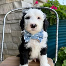 Wooly Bully - Black and white male Sheepadoodle puppy in Adams, Nebraska from Boxcar Doodles and Poodles