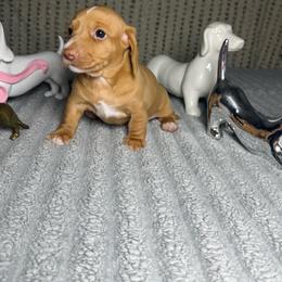 Jack - Piebald male Dachshund puppy in Phoenix, Arizona from Casa MarCosta Dachshund