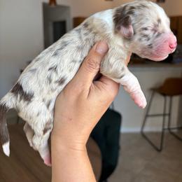 Red Merle Male - Red merle male Aussiedoodle puppy in Spring Hill, Florida from Pawprint Dreams Boarding and Kennel