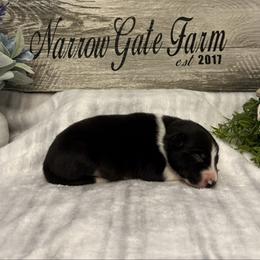 Apollo - Black and white male Border Collie puppy in Moody, Texas from Narrow Gate Farm
