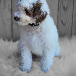 Inzo - Goldendoodle puppy from Shelby Doodles