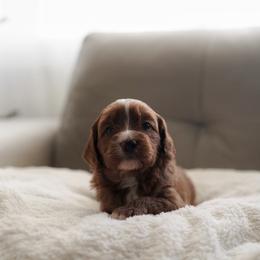 Lilly - Red  female Goldendoodle puppy in Vancouver, Washington from Blissful Doodles