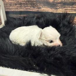 Blake - White male Maltese puppy in Asheville, North Carolina from TCBs Glowing Maltese