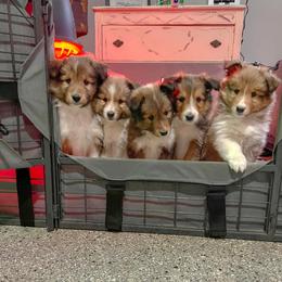Shetland Sheepdog Puppies from Southern Charm Sheltie’s
