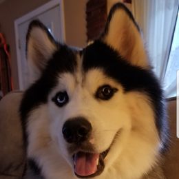 Simba - Siberian Husky