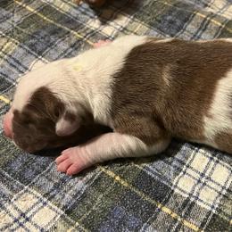Chamomile - Chocolate and white female Great Dane puppy in Marlow, New Hampshire from Fox Hill Danes