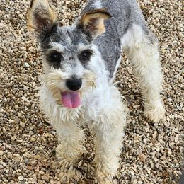 Midge - Miniature Schnauzer