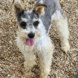 Midge - Miniature Schnauzer