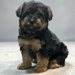 Daryn - Black and tan male Yorkipoo puppy in Lebanon, Kentucky from Mosaic Merle Doodles