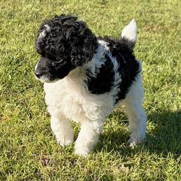 Ronnie - Parti male Poodle puppy in Lompoc, California from Canyon Spring Ranch Poodles