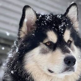 Alaskan Malamutes from WhiteHawk Alaskan Malamutes