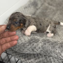 Dasher - Piebald male Dachshund puppy in Georgetown, South Carolina from Muddy Bay Kennels