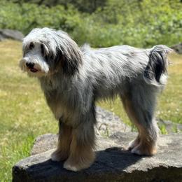 Roulette (Roo) - Bernedoodle