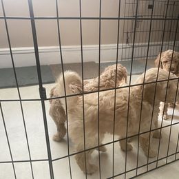 Goldendoodle Puppies from New Jersey Doodles