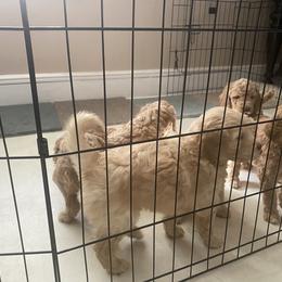 Goldendoodle Puppies from New Jersey Doodles