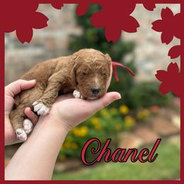 Chanel - Red  female Poodle puppy in Dayton, Texas from Wolfe Island Poodles
