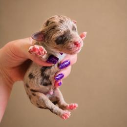 Boy 4 - Merle male Bernedoodle puppy in Delphos, Ohio from Route 66 Poodles & Doodles, Sapphire Shih-tzu's of Ohio