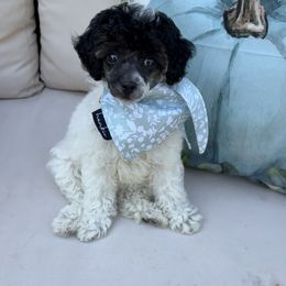 Daisy - Poodle