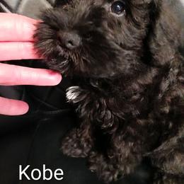 Kobe - Black male Miniature Schnauzer puppy in Midland, Texas from Shebbies Puppy Palace