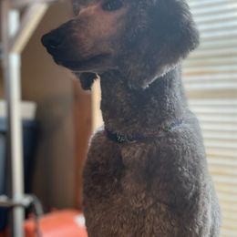 B - Poodle