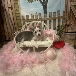 BARBIE - Fawn and white female Chihuahua puppy in Polo, Missouri from Blue Tails Farm
