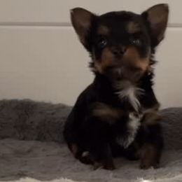 Yorkshire Terriers from SaintNicksWay