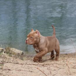 Boy 2 - Chocolate tri-color male American Bully puppy in Dixon, Kentucky from Haymaker Bully Camp